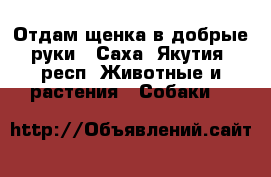 Отдам щенка в добрые руки - Саха (Якутия) респ. Животные и растения » Собаки   